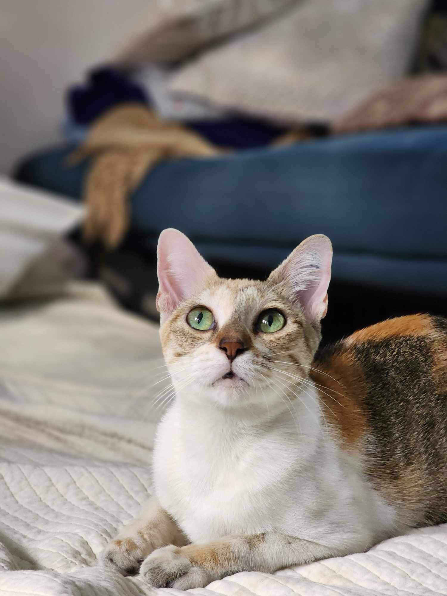One of the cats who inspired the Cozy Cat experience