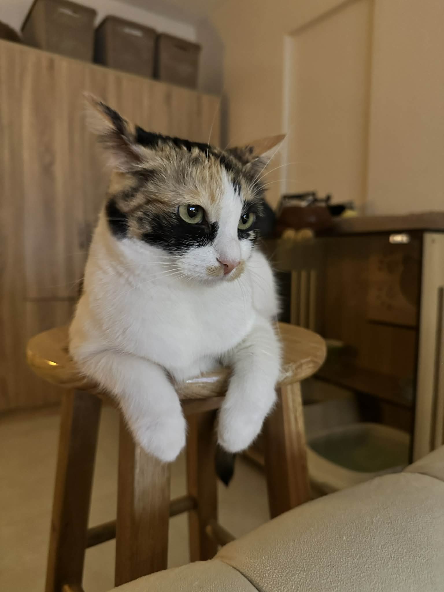 One of Cozy Cat’s feline family members relaxing at home