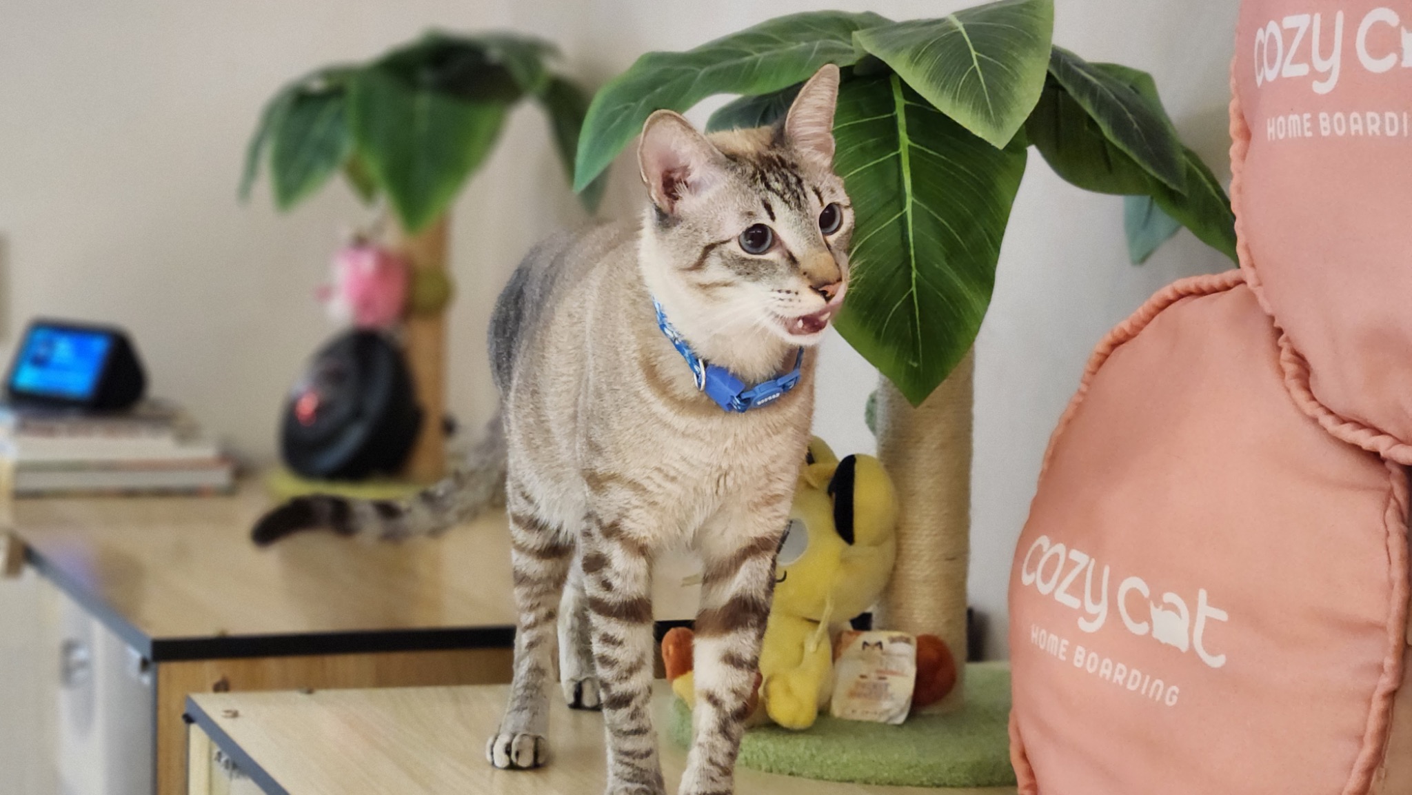 A Cozy Cat guest exploring the calm boarding lounge