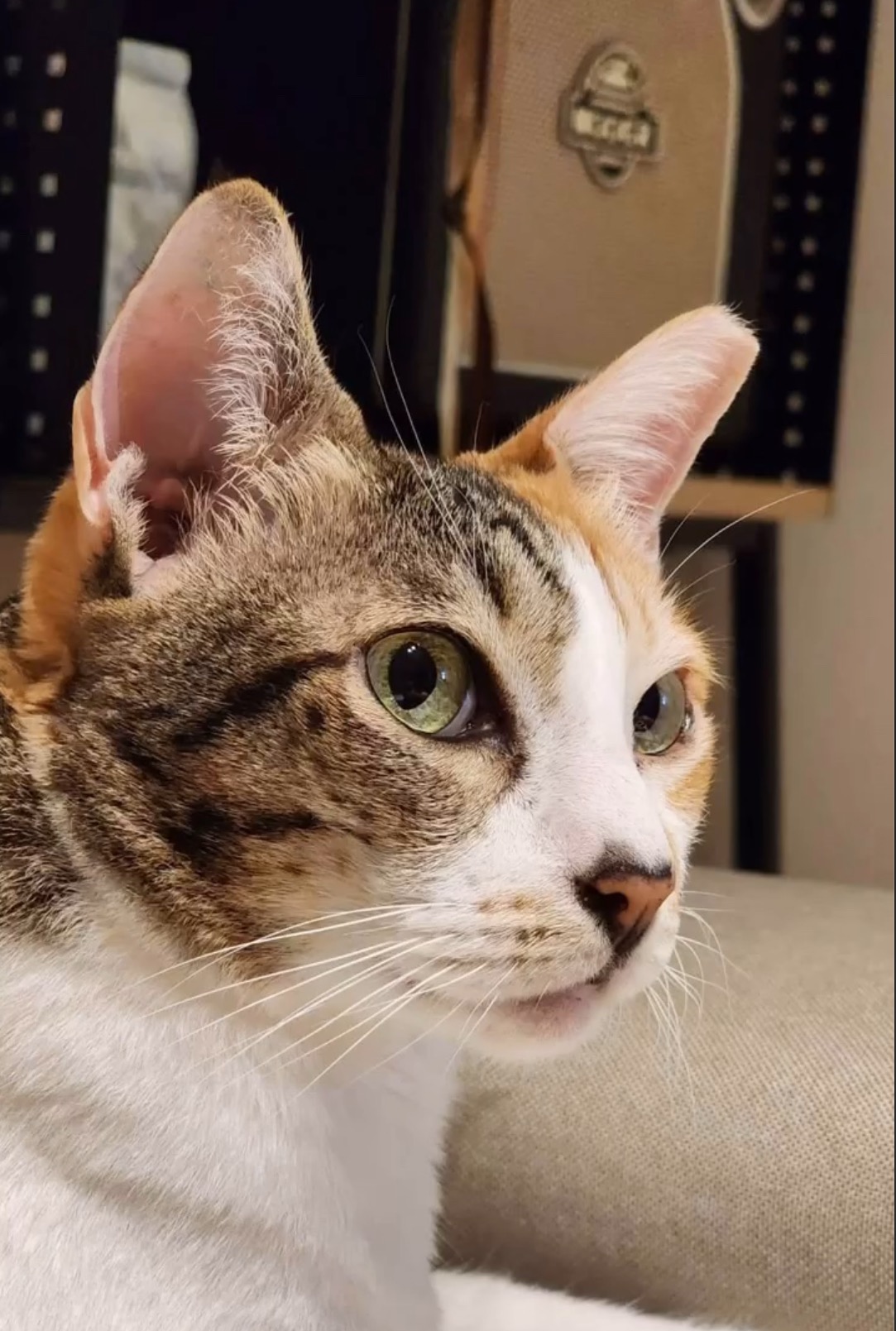 A Cozy Cat guest looking calmly ahead