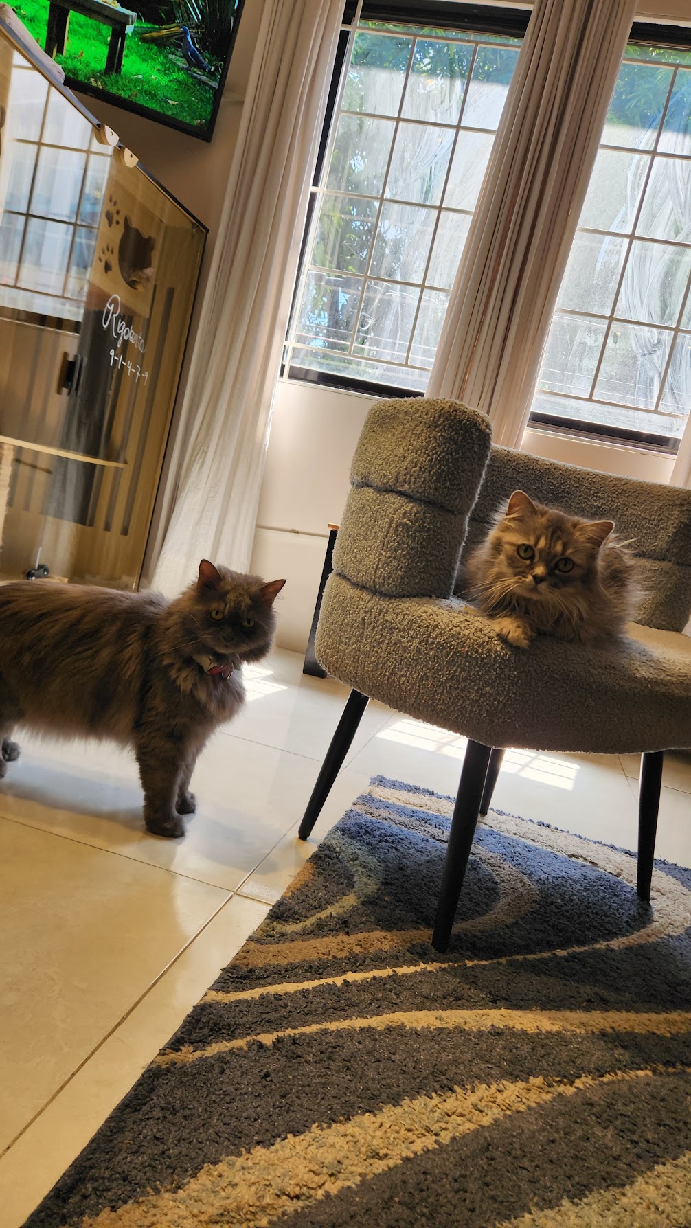 Two cats enjoying the sunlit Cozy Cat lounge