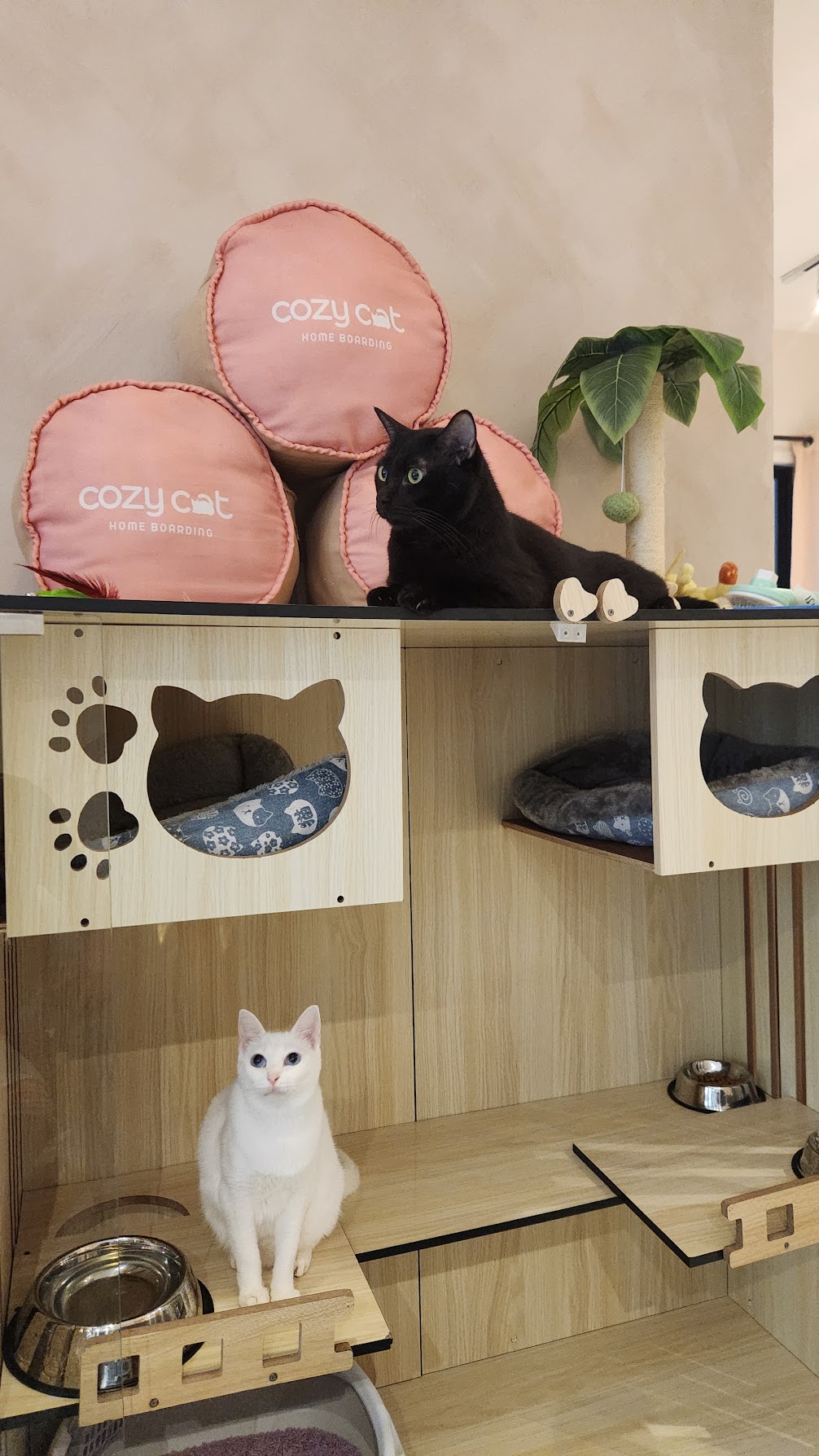 Two cats relaxing in a thoughtfully designed Cozy Cat villa