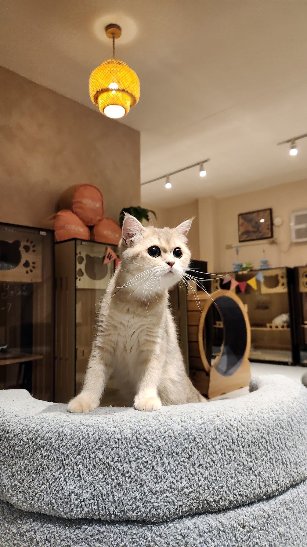A cream-colored Cozy Cat guest relaxing in the boarding lounge