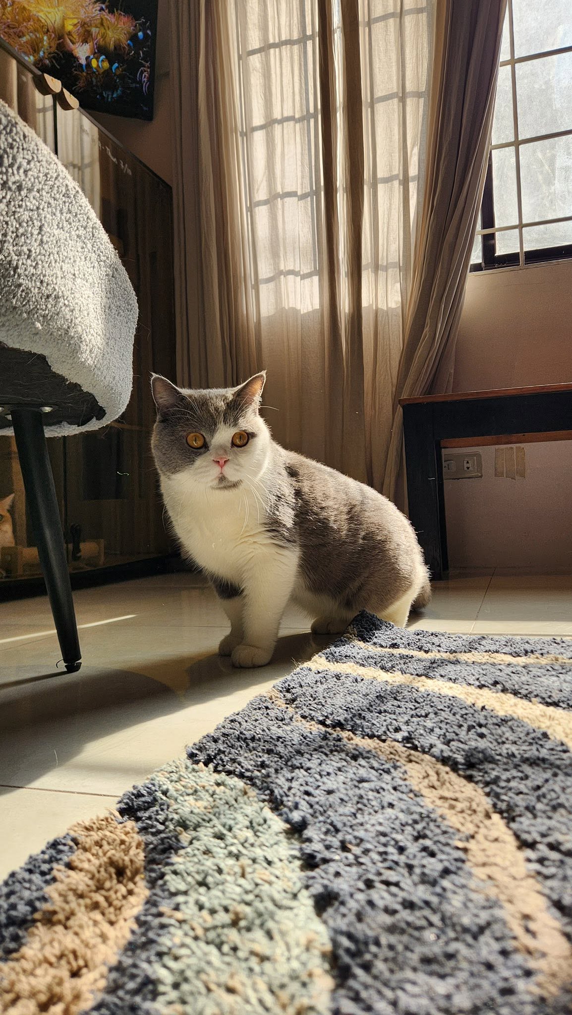 A gray-and-white Cozy Cat guest standing in warm natural sunlight by the window